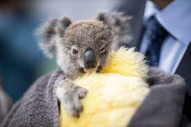 After seeing the fires in australia on the news; Koalas Really Do Get Chlamydia How These Marsupials Could Help Humans Battle The Sti The Independent The Independent