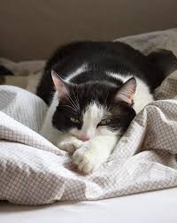 Ihre katze wird es ihnen mitteilen. Eine Katze Im Bett Tierklinikennet