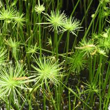 Image result for Cyperus prolifer