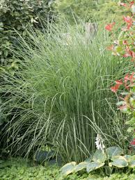 Eine seiner varianten ist das elefantengras. Stauden Stade Versand Shop Miscanthus Sinensis Gracillimus Chinaschilf Hier Bestellen