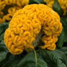 Image result for Celosia nervosa