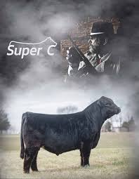 Minimizing Antibiotic Resistance in Beef Cattle