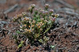 Image result for Helichrysum lineare