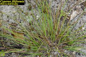 Image result for Cyperus sp. (ex Mariscus sp.no.2)