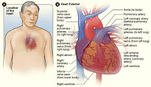 If your leg arteries are badly blocked, you may develop foot pain while resting or a sore that won't heal. 3 Anatomy Of The Coronary Arteries Atrain Education
