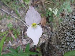 Image result for Dalechampia capensis