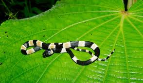 (le 4 codes promo vita nature bio décembre 2020, parcourez ici des bons réductions vita nature bio pour livraison de colis gratuitement, coupons vita. Structure And Function Senckenberg Gesellschaft Fur Naturforschung