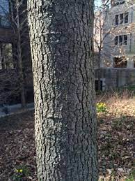 This plant's genus name liquidambar was first given by linnaeus in 1753 from the latin liquidus ('fluid') and the arabic ambar ('amber'), in allusion to the fragrant terebinthine juice or gum which exudes from the tree. American Sweetgum Yale Nature Walk