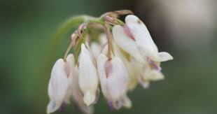 Image result for Dicranolepis