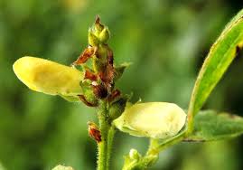 Image result for Rhynchosia viscosa