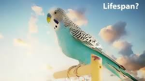 Give your bird a lot of different options as far as toys go. What Is The Average Lifespan Of A Budgie Youtube