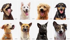 Urgent dogs for adoption owner leaving country. Local Ngo Uses Social Media To Reduce Stray Dogs In Klang Valley Trp