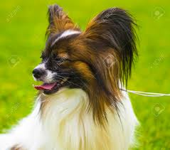 Entdecke 15 anzeigen für papillon welpen kaufen zu bestpreisen. Close Up Portrait Eines Papillon Ein Kleiner Weisser Und Roter Papillon Hund Susser Papillon Welpe Papillon Lizenzfreie Fotos Bilder Und Stock Fotografie Image 83652312