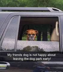 These Hilarious Memes Show Why Dogs Never Want To Leave The Park Funny Animal Jokes Funny Animal Memes Funny Dog Memes
