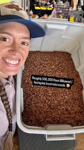 Roughly half a million rose milkweed seeds ready for germ testing and  eventually your gardens!! What a delight it was to grow this certified  organic Asclepias incarnata with @driftlessseeds this ...