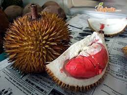 Vì vậy việc phát hiện và kiểm soát các loại bệnh hại có ý nghĩa hết sức quan trọng trong việc canh tác sầu riêng. Kham Pha Sukang Sáº§u Rieng Ruá»™t Ä'á» Malaysia 2020 Vinfruits