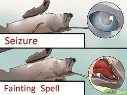 How To Tell If Your Dog Has Epileptic Seizures 11 Steps