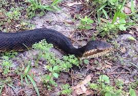 Water snakes are different in that they live inland, but like being close to freshwater and spend a lot of time in it. Southern Watersnake Florida Snake Id Guide