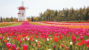 Sea Of Flowers