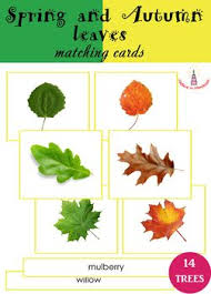 Spring And Autumn Leaves Matching Cards This Activity Is Very Suitable For Matching Cards Harvest Activities Autumn Theme