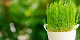 Di india,berdasarkan informasi dari situs www.hort.purdue.edu rumput grinting merupakan masalah bagi petani, akan tetapi memberikan manfaat sebagai bahan obat herbal. 9 Manfaat Akar Alang Alang Untuk Kesehatan Bantu Obati Asma Merdeka Com