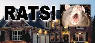 Shop target for insect & pest control you will love at great low prices. How To Get Rid Of Rats And Mice In 3 Easy Steps Epestsupply Articles