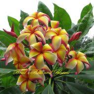 Maybe you would like to learn more about one of these? Corona Surprise Rare And Limited Brad S Buds And Blooms