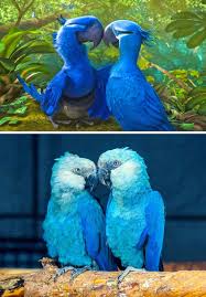 L'ara bleu qui a inspiré le film “Rio” a probablement disparu du ...
