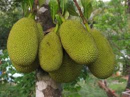 Manfaat Buah Nangka Bagi Kesehatan Jackfruit Plant Jackfruit Jackfruit Tree
