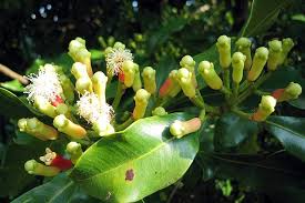 Image result for Syzygium komatiense