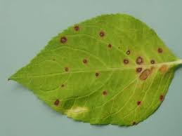Image result for Cercospora hydrangea