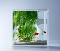 You should use this water to rinse or clean your what tools do you need to clean your fish tank? 20 Most Unusual Fish Tank Designs For Office And Home