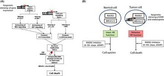 Did they have a similar diagnosis? Synthetic Lethality Strategies Beyond Brca1 2 Mutations In Pancreatic Cancer Cancer Science X Mol