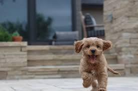 How many exercises does cavapoo need? 11 Pros And 11 Cons Of Cavapoo Puppies Breed