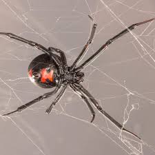 Black widow spiders are more plentiful in the southern and western u.s., but can be found throughout north america. Pin On Handy Things For House