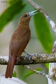 Image result for Vangueria vestita