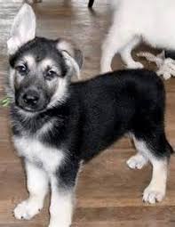 Enter your email address to receive alerts when we have new listings available for silver sable german shepherd for sale. 9 Best Silver Sable German Shepherd Ideas Sable German Shepherd German Shepherd German Shepherd Dogs