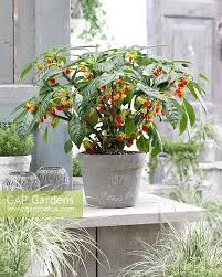 Image result for Impatiens niamniamensis