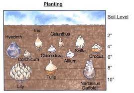 Planting Bulbs Planting Bulbs Garden Bulbs Bulb Flowers