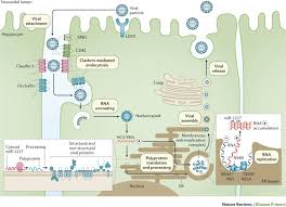 Гоу вунмц мз рф, 2003. Hepatitis C Virus Infection Nature Reviews Disease Primers