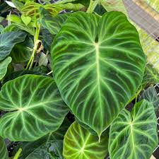 Image result for Viscum verrucosum