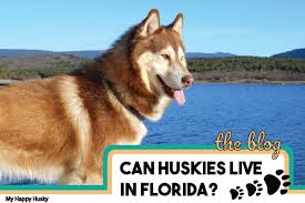 Find the perfect siberian husky puppy for sale at next day pets. Can Huskies Live In Florida Tips For Huskies In Hot Weather My Happy Husky