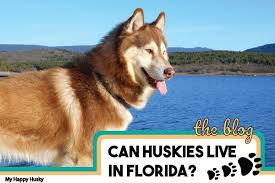 Rescue runts are for kids. Can Huskies Live In Florida Tips For Huskies In Hot Weather My Happy Husky