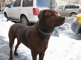 They tend to feature a thick double coat that can either come in medium hair or short hair. Chocolate Lab Rottweiler Mix Rottweiler Mix Crazy Dog Lady Lab Dogs