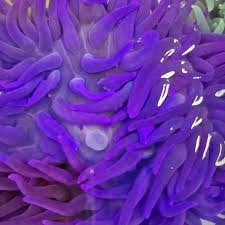 Image result for Anemone transvaalensis