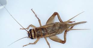 Camel crickets, house crickets, field crickets, and mole crickets. How To Get Rid Of Crickets In House Cricket Insect Facts Pocket News Alert