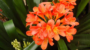 5 out of 5 stars. The Best Shade Loving Plants For Containers That Pop Sunset Sunset Magazine