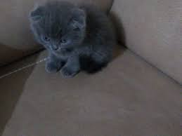 Gri Erkek Fold Yavru Kedi Satis