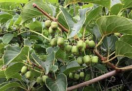 If you have big oak trees or tall pine trees in your landscape, you can still have smaller trees with pretty flowers and showy foliage underneath. 15 Best Fruit Trees And Berries That Grow In The Shade