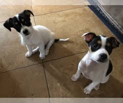 Check spelling or type a new query. Puppyfinder Com Chihuahua Puppies Puppies For Sale Near Me In California Usa Page 1 Displays 10